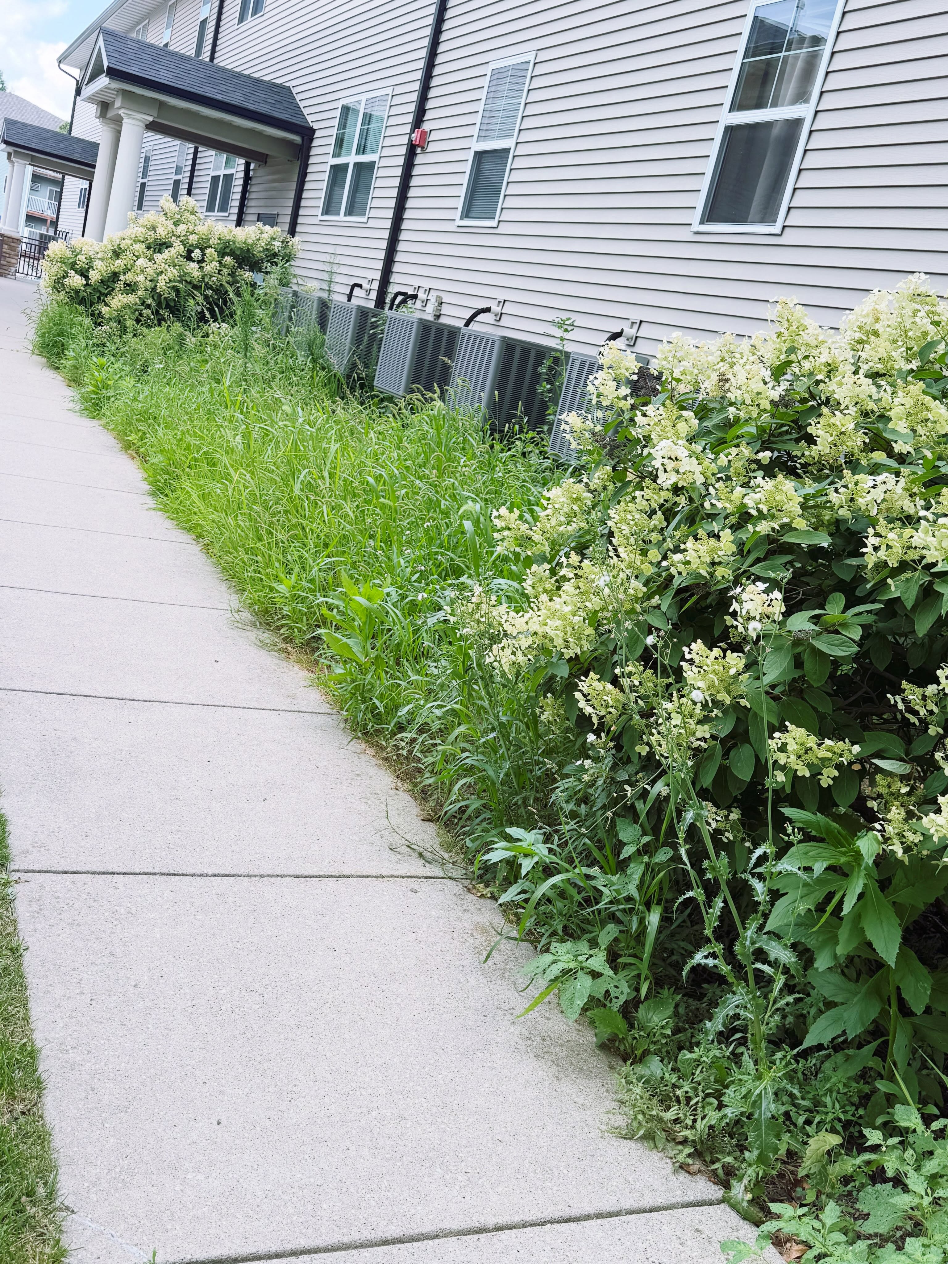 Overgrown property before a Boersma cleanup