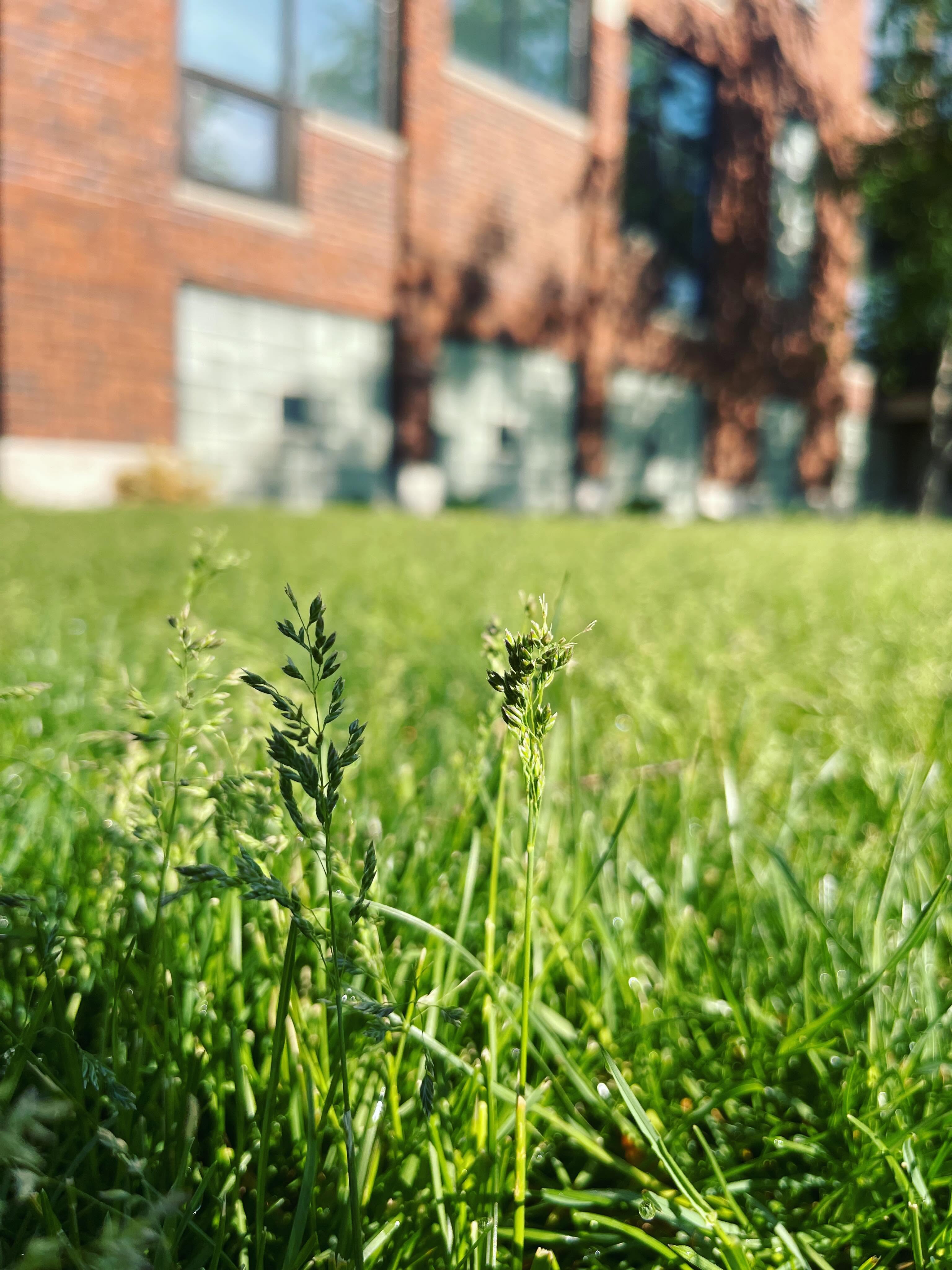 Lush green lawn after Boersma fertilization