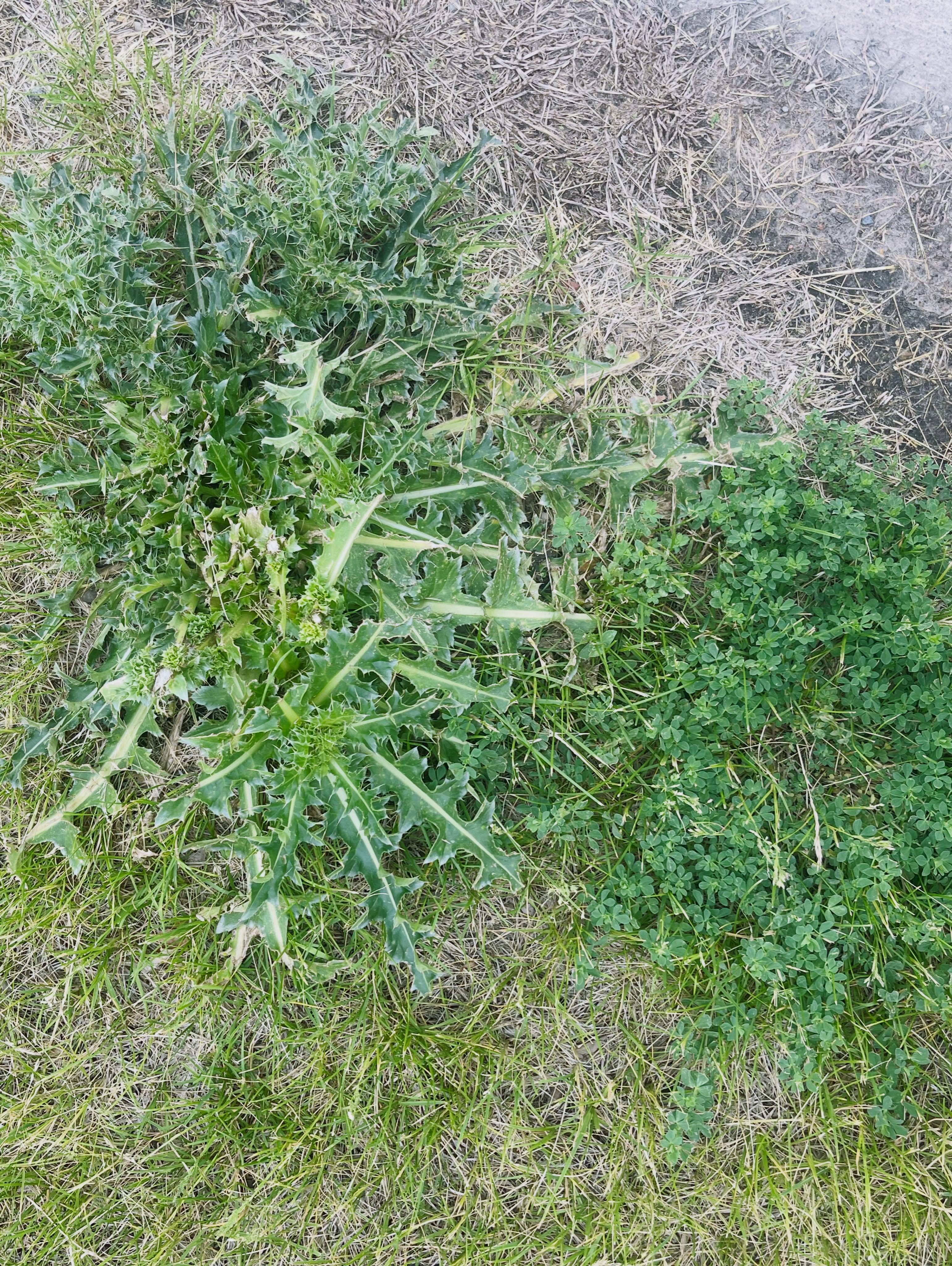 Weed control treatment on a lawn